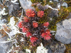 Saxifraga bronchialis funstonii