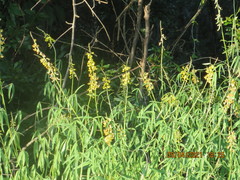 Crotalaria lanceolata