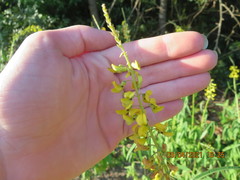 Crotalaria lanceolata