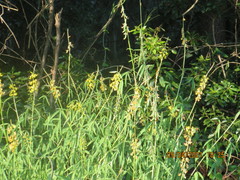 Crotalaria lanceolata