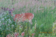 Odocoileus virginianus