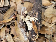 Gerronema subclavatum