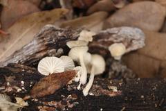 Gerronema subclavatum