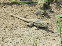 Sceloporus variabilis