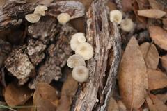 Gerronema subclavatum