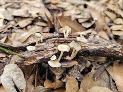 Gerronema subclavatum