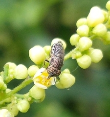 Orthonevra nitida