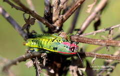 Dactylotini
