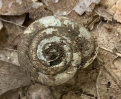 Triodopsis tridentata