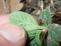 Cistus salviifolius