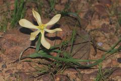 Moraea nana