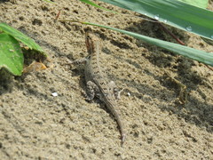 Sceloporus variabilis