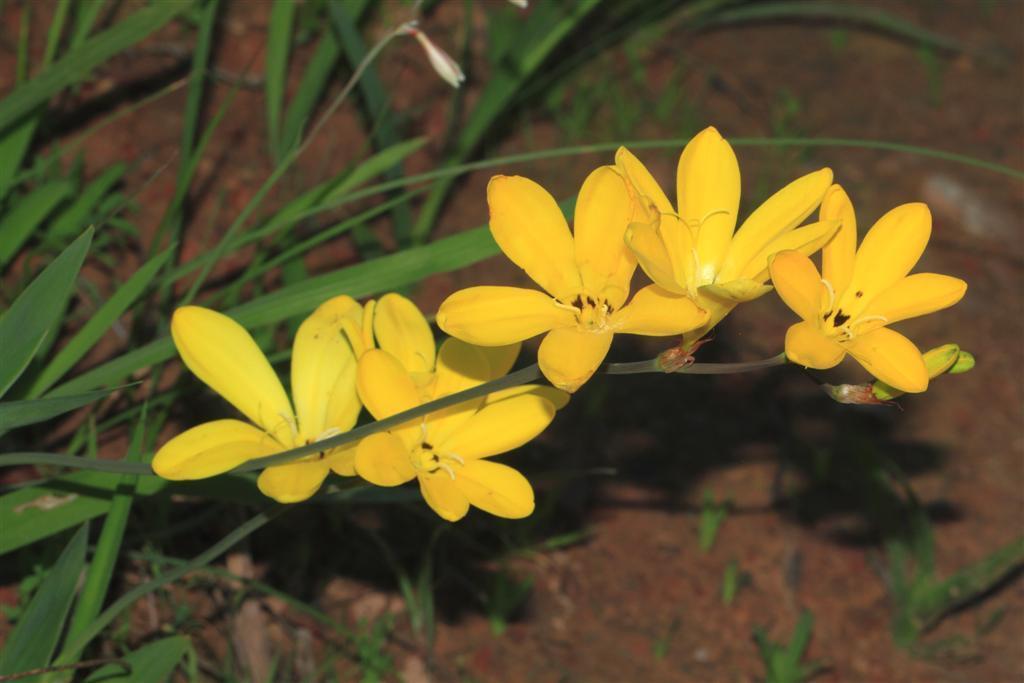 Sparaxis grandiflora