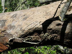 Apodytes dimidiata dimidiata
