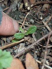 Cistus salviifolius