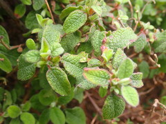 Cistus salviifolius