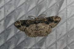 Parapholodes fuliginea