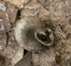 Triodopsis tridentata