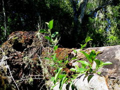 Apodytes dimidiata dimidiata