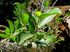 Apodytes dimidiata dimidiata