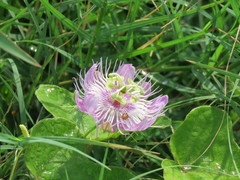 Passiflora foetida