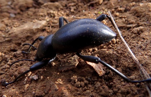 iNaturalist observation photo of Darkling Beetles