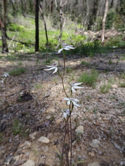 Caladenia gracilis