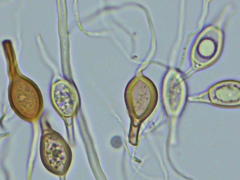 Scytinostroma artocreas