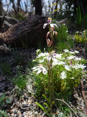 Caladenia gracilis