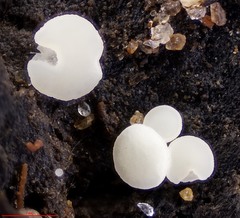 Hymenoscyphus imberbis