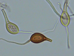 Scytinostroma artocreas