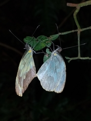 Dismorphia crisia foedora