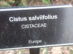 Cistus salviifolius