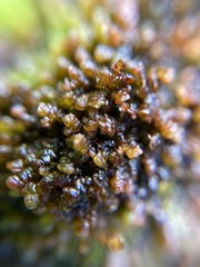 Frullania pentapleura