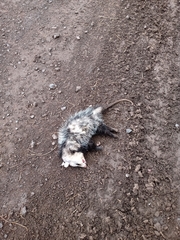 Didelphis albiventris