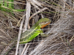 Stenocercus trachycephalus