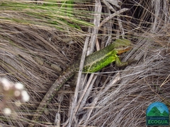 Stenocercus trachycephalus