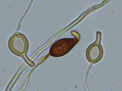 Scytinostroma artocreas