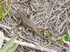 Stenocercus trachycephalus