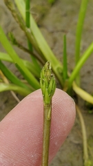 Triglochin scilloides