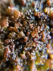 Frullania pentapleura