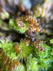 Frullania pentapleura