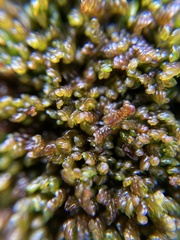 Frullania pentapleura