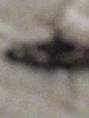 Desmia subdivisalis