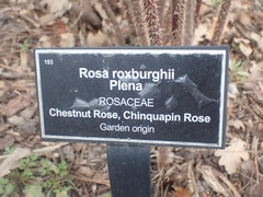 Rosa roxburghii