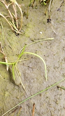 Triglochin scilloides