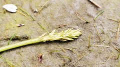 Triglochin scilloides