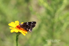 Codatractus arizonensis