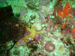 Callopatiria formosa