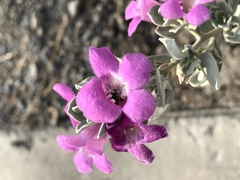 Anthophora californica